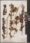 Foto von Salix aurita L. x Salix purpurea L.